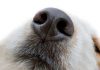 The Five Senses of Dogs