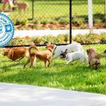 The Behavior of Dogs