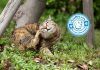 Causes of Itching and Scratching in Pets