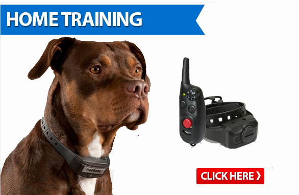 Dog Remote Trainers